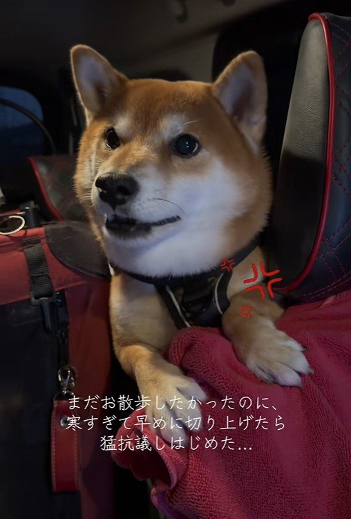 はなまる君の猛抗議