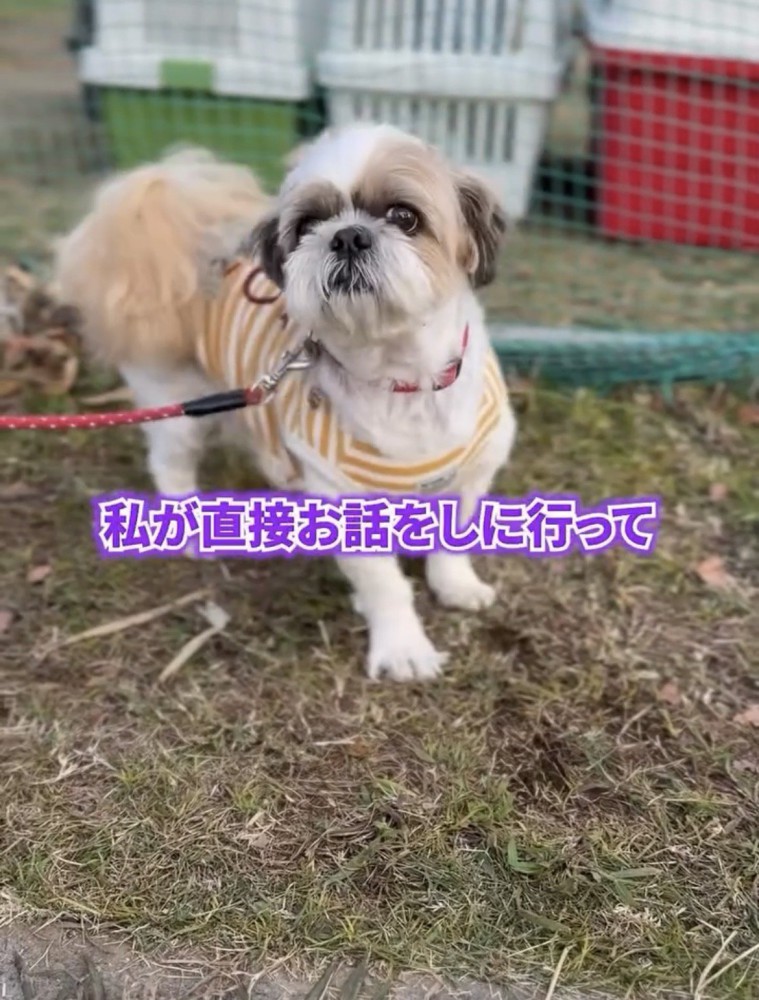 真剣な表情で立つ犬
