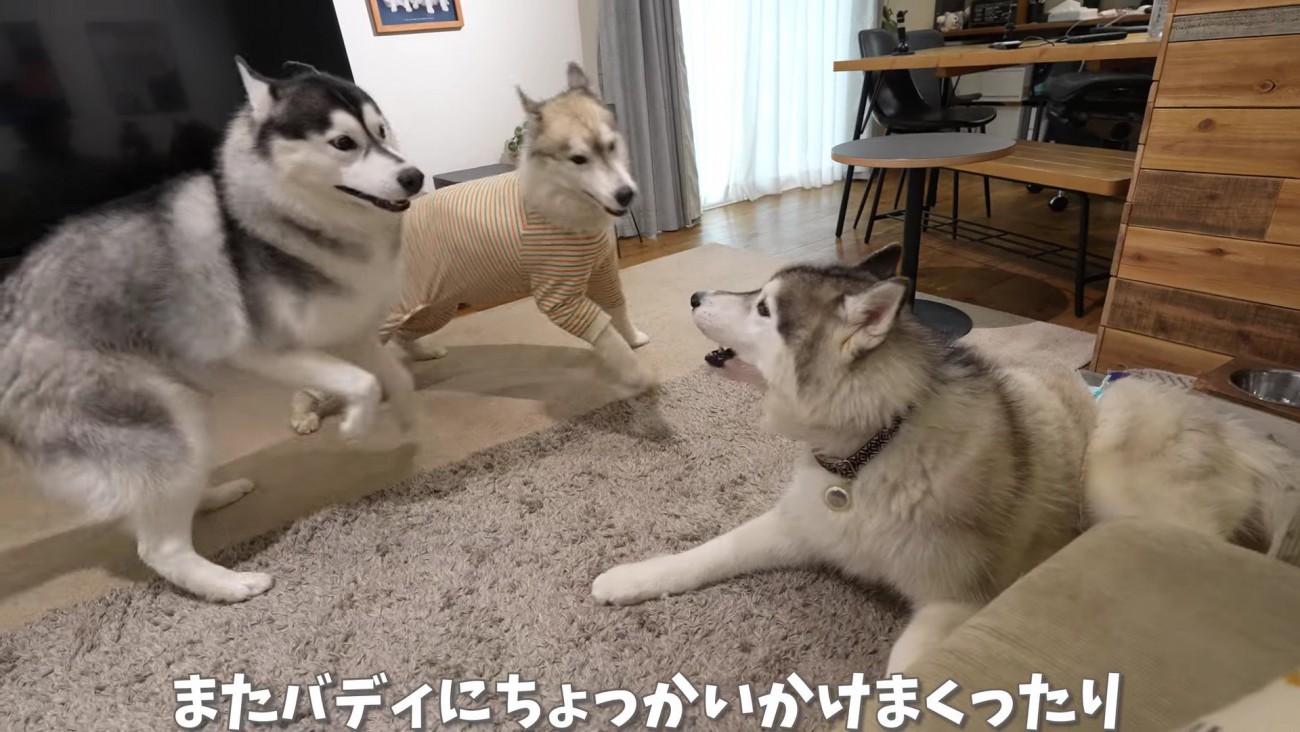 子どもみたいな3頭にホッコリ♡