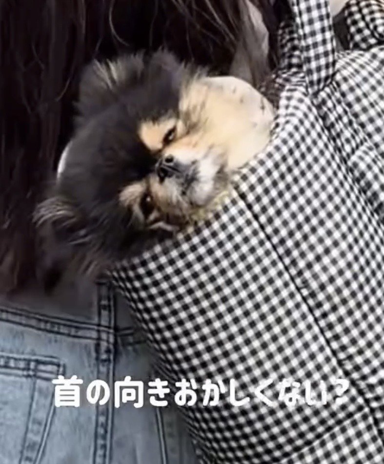 首だけ後ろへ向ける犬