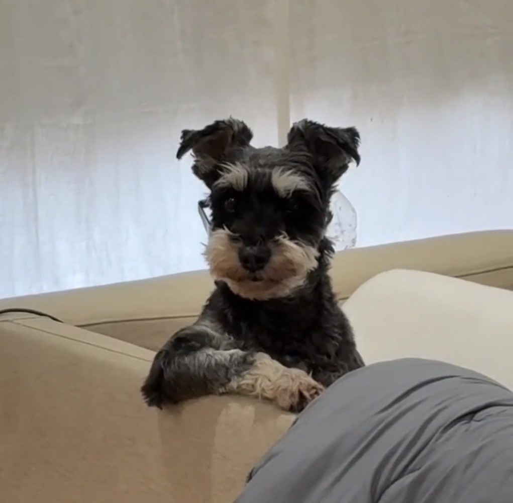 ソファの縁にもたれる犬