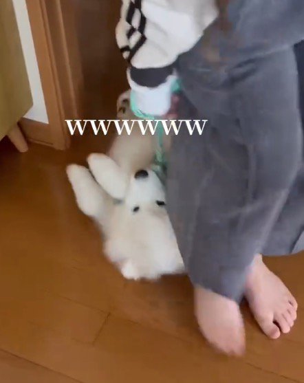 リードを引かれて床の上を滑っていく犬