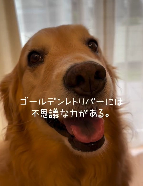 ゴールデンレトリバーのきなこちゃん