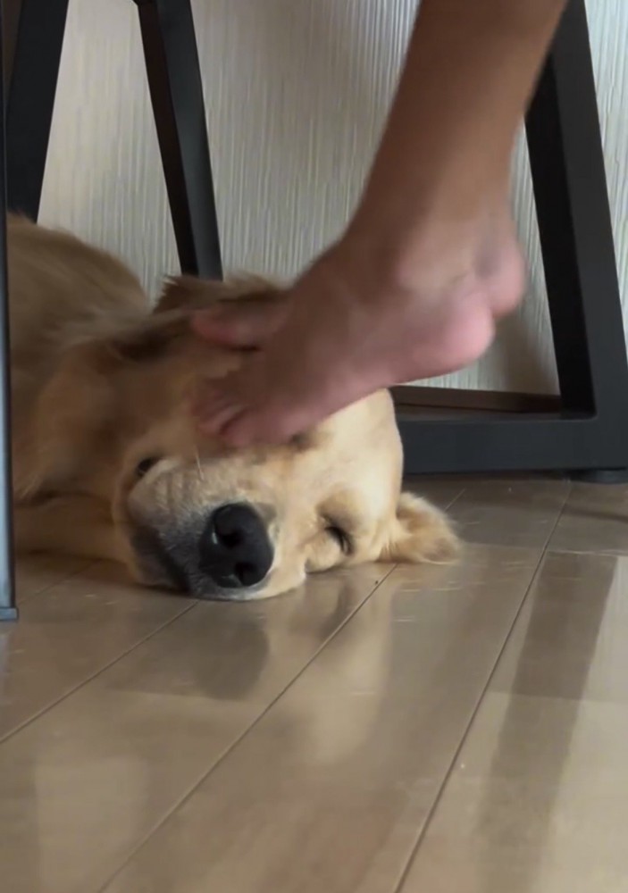 横になる犬を足で撫でる人
