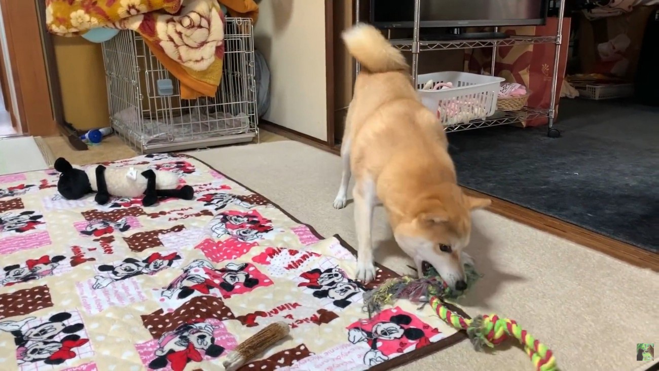 おもちゃに八つ当たり