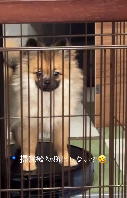 飼い主さんを見るナッツちゃん