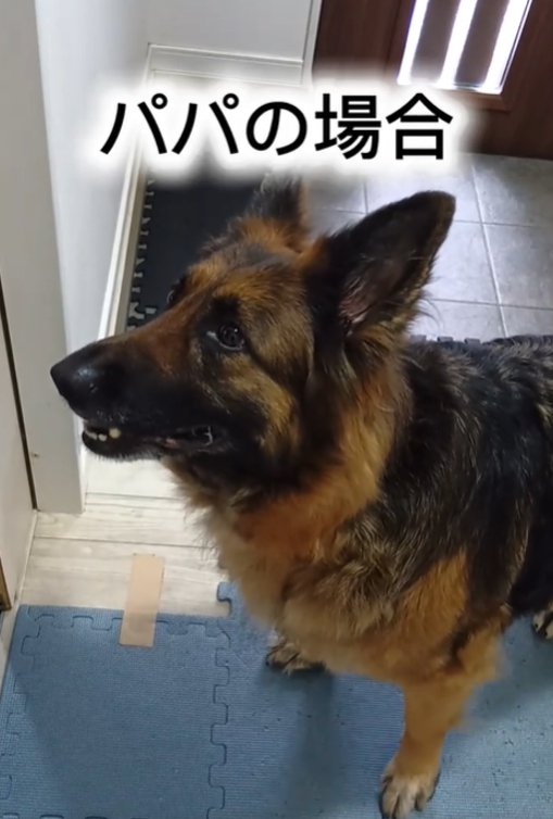 横を向く犬2