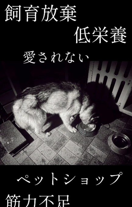 「引っ越すから」