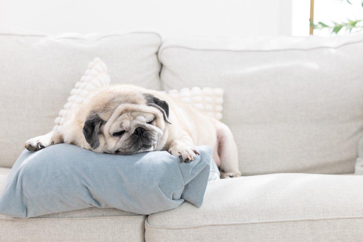 犬が『放っておいて』と思っているときのサイン5選 構いすぎはNG?干渉しすぎることのデメリットまで