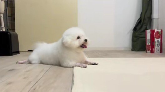 足だけ丸刈り！？