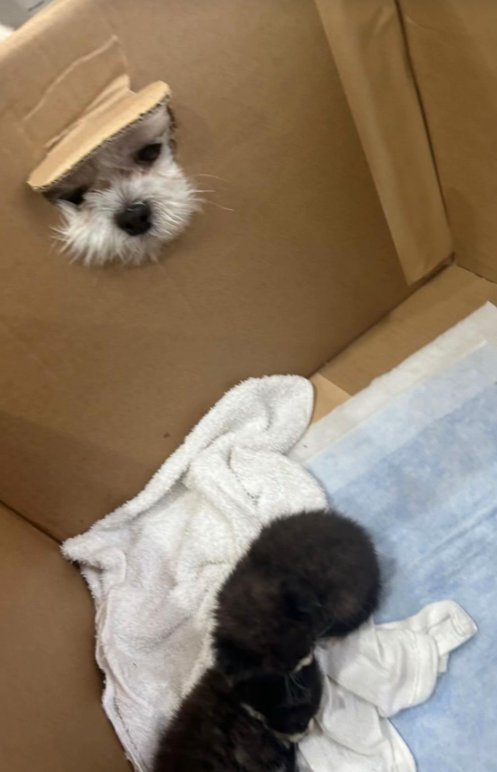 ダンボールの穴から子猫を覗く小型犬