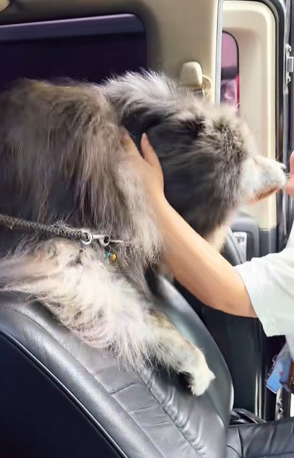 車の座席から開いたドアに向かって身を乗り出し女性に撫でてもらう秋田犬