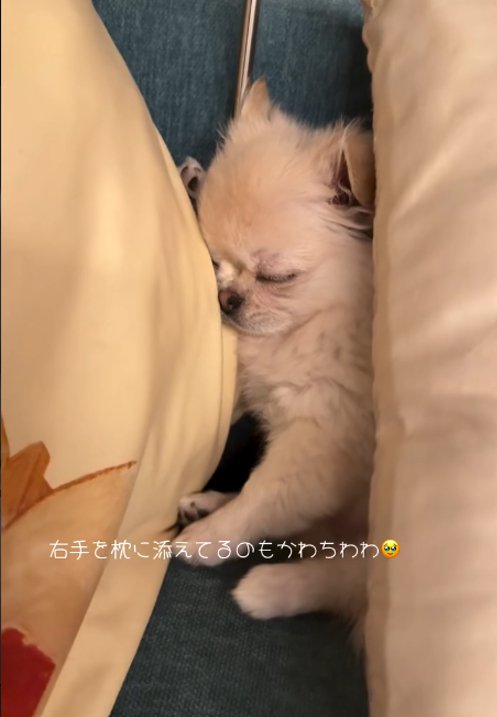 横向きで寝る犬3