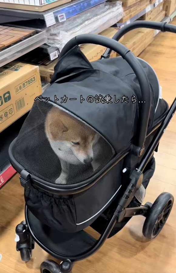 絶望のりんちゃん