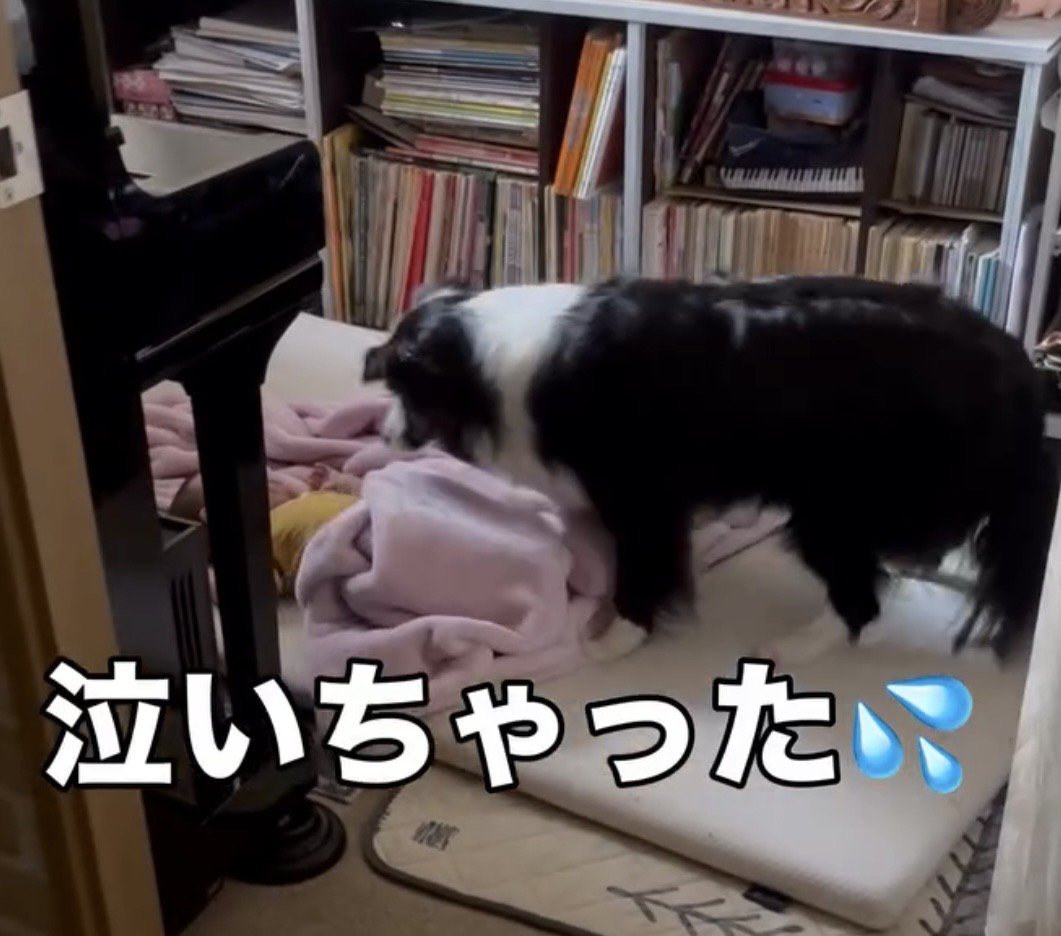 赤ちゃんをのぞき込む犬