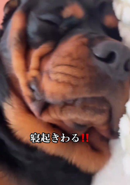 どんな妨害にも動じない！！