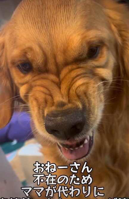 衝撃のムキ顔に爆笑♪