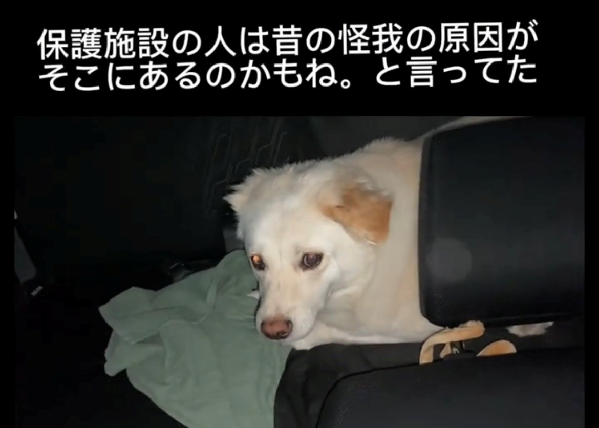 車の中で不安げに丸くなる犬