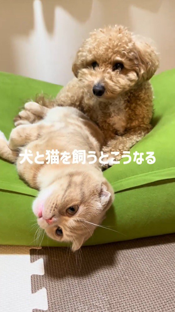 クッションの上でくつろぐ犬と猫