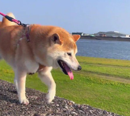 表情豊かな源五郎くん