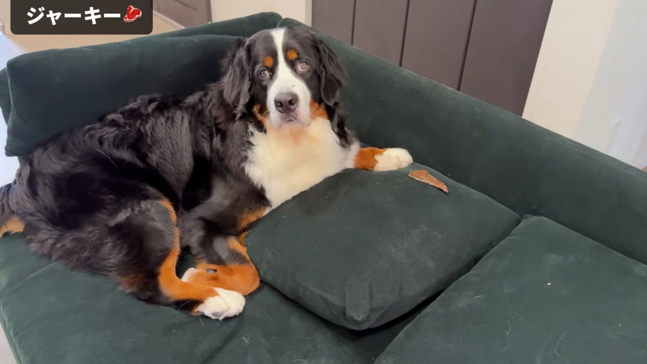 飼い主さんが近づいたら…