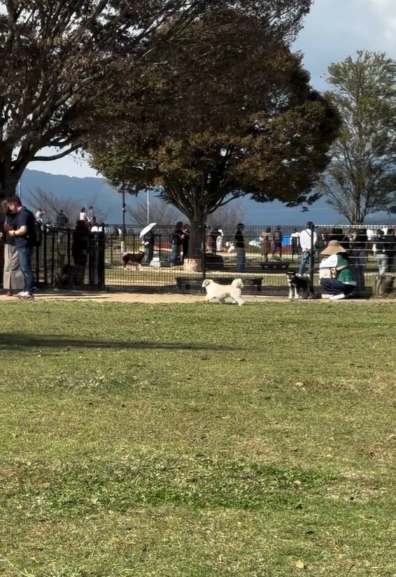 違う人に駆け寄るピコちゃん