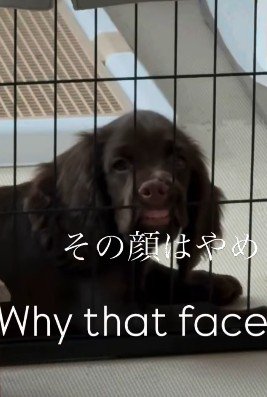 どうしてそんな顔に？