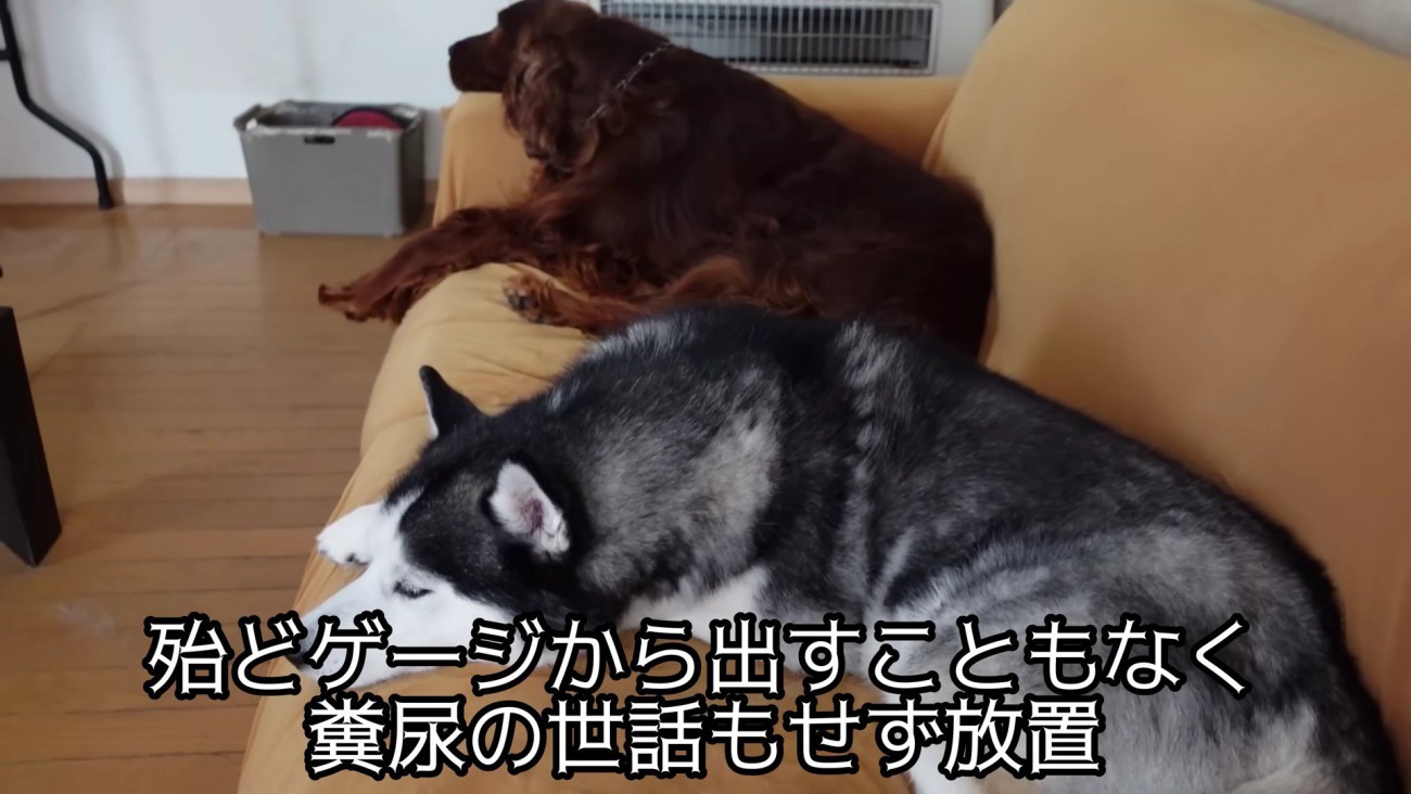 ネグレクトされていた