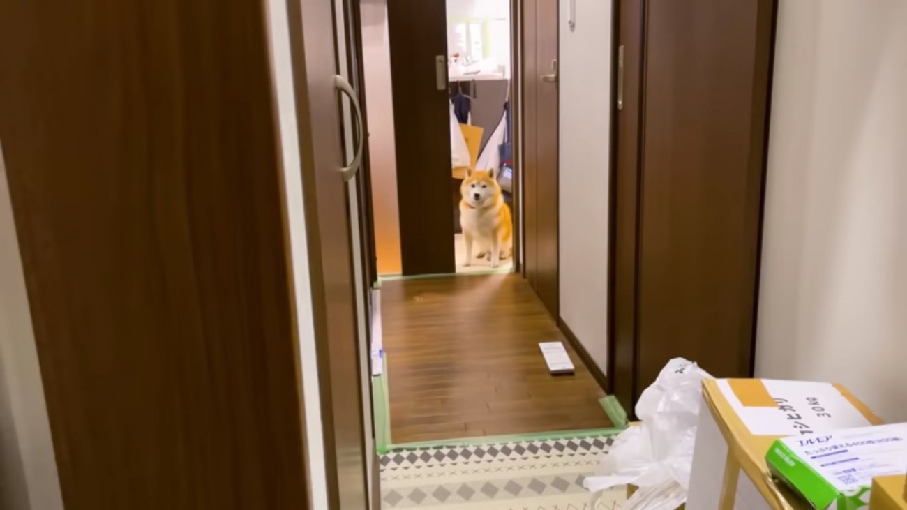 おすわりで見つめるらんまるくん