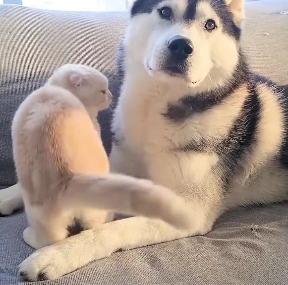 はっちゃんの目の前にピットイン