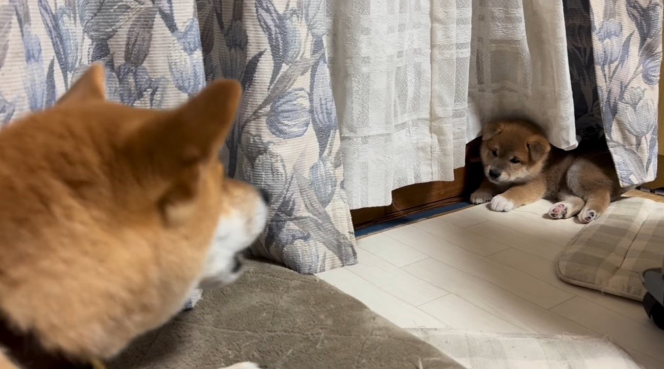 部屋の隅にいる子犬に吠える成犬