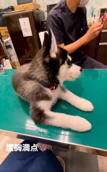 シベリアンハスキーのレイルちゃん