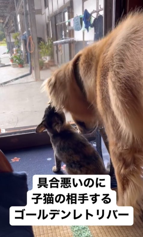 子猫と遊ぶ大型犬