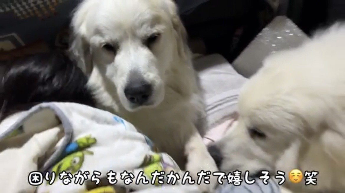 子どもを囲む2匹の犬