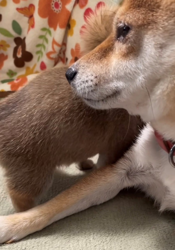 母犬の方へ近づく子犬