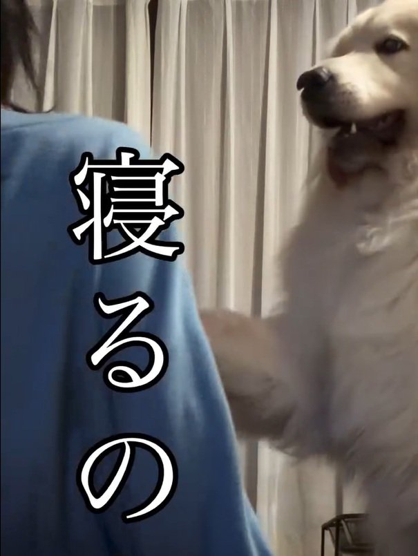 ママに寝てほしいシェリーちゃん