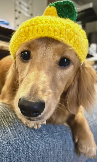 レモンの帽子をかぶったカニヘンダックスフンド