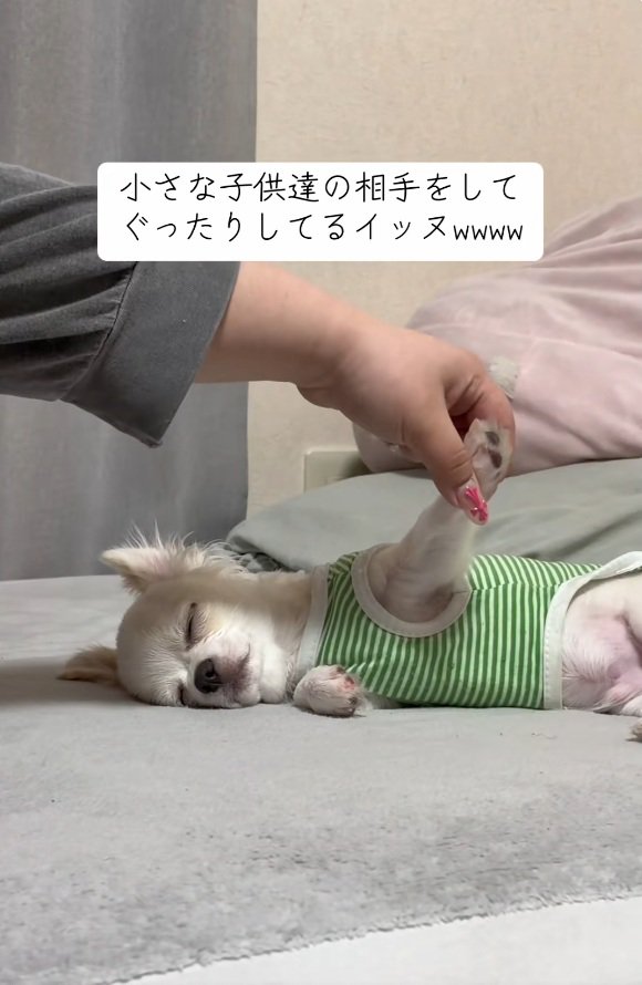 手を持ち上げる飼い主さん