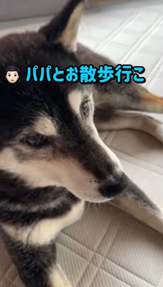 散歩に誘うパパ