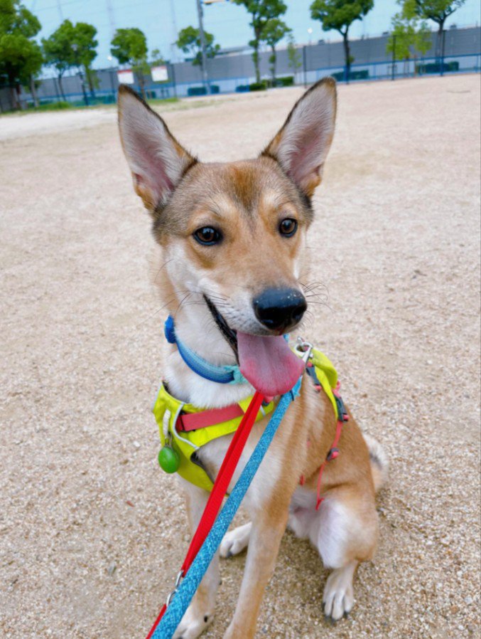 風ちゃんの日常4