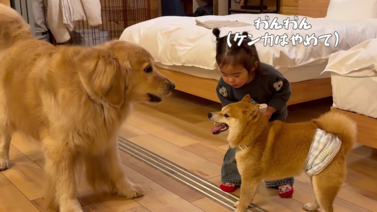 「わんわん！」