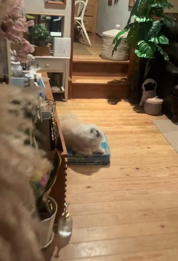 催促するるるちゃん