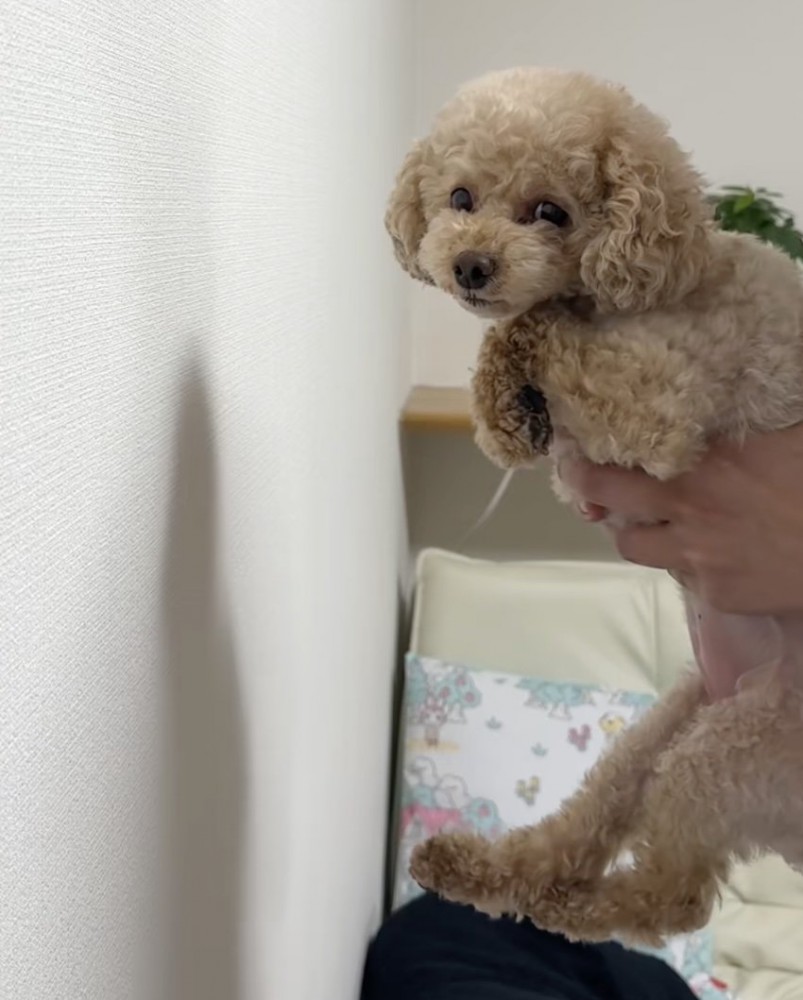 「なにがしたいのかな…」