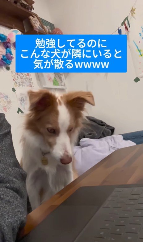 勉強中に隣にきたラスカルくん3