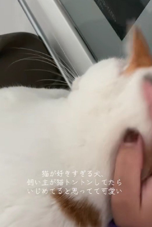 猫をトントンしていたら…