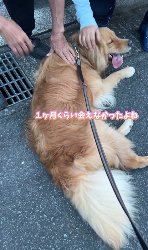 ピノくんとご夫婦の再会9