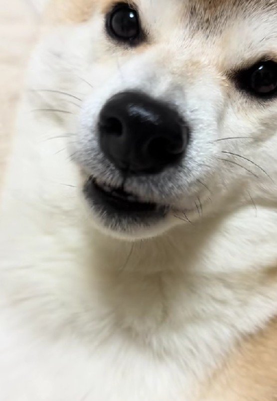 歯磨きを終えた大五郎くん