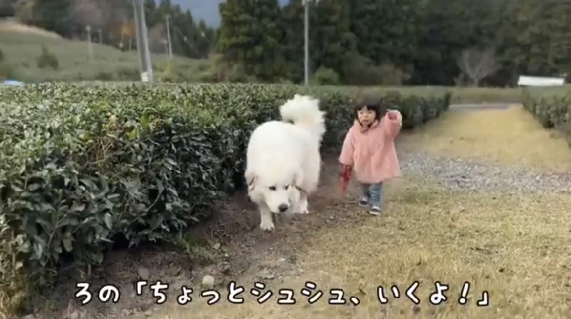 前を指さす子どもとついていく犬