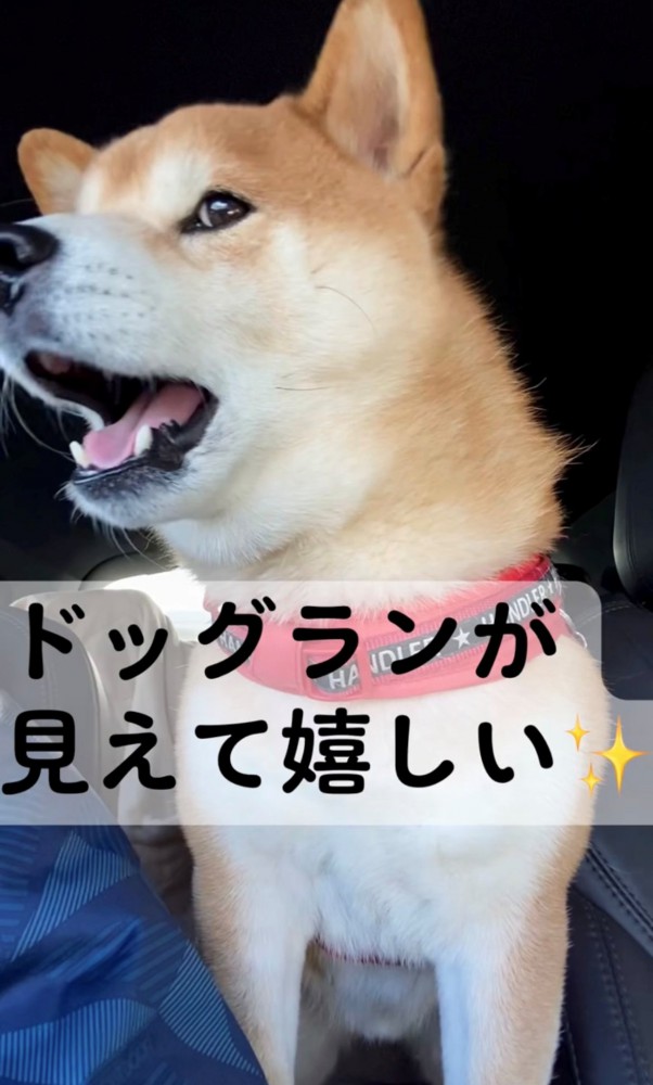 ドッグランを見て喜ぶ犬
