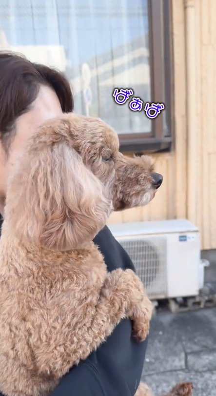 おばあちゃんがいた方を見つめる犬